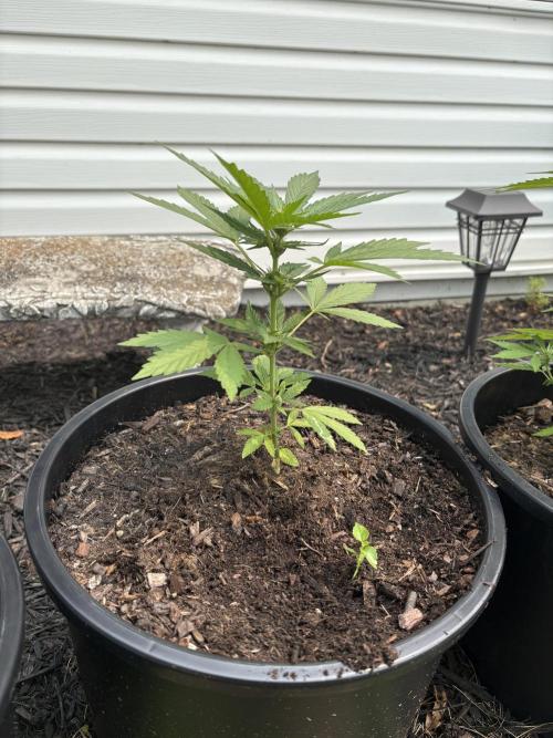 Apollo haze by ob1bologne. Week 6