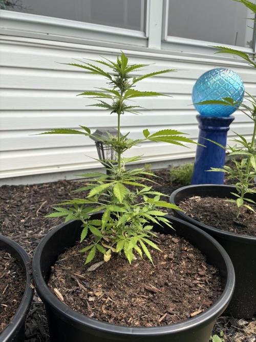 Apollo haze by ob1bologne. Week 6