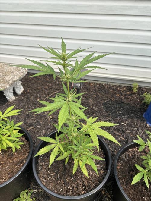 Apollo haze by ob1bologne. Week 6