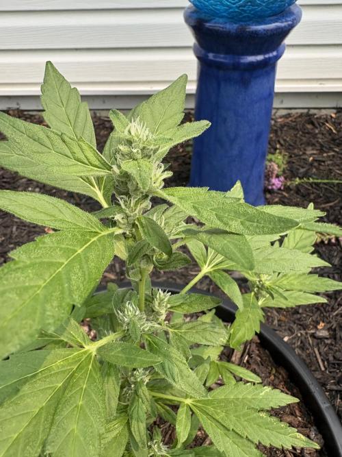 Apollo haze by ob1bologne. Week 6