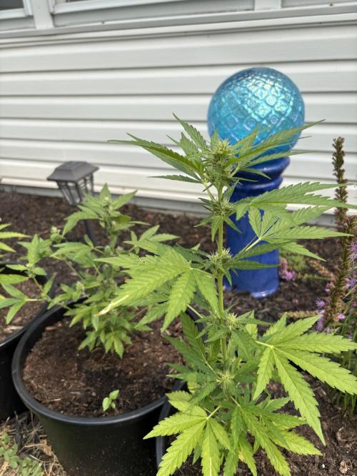 Apollo haze by ob1bologne. Week 6