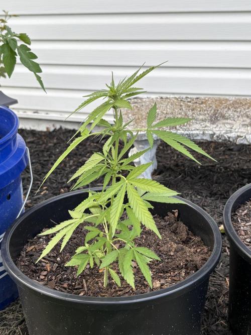 Apollo haze by ob1bologne. Week 3