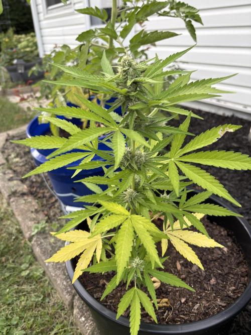 Apollo haze by ob1bologne. Week 7