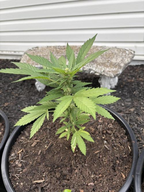 Apollo haze by ob1bologne. Week 7