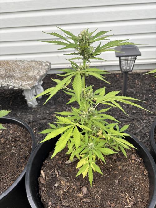 Apollo haze by ob1bologne. Week 7