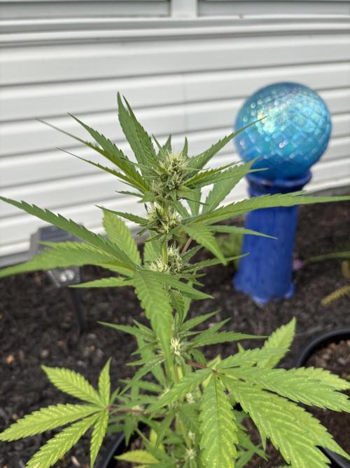 Apollo haze by ob1bologne. Week 7