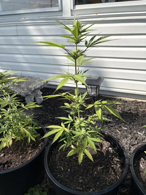 Apollo haze by ob1bologne. Week 7
