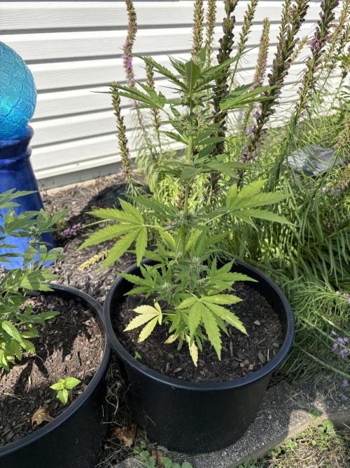 Apollo haze by ob1bologne. Week 7