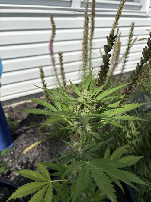 Apollo haze by ob1bologne. Week 7