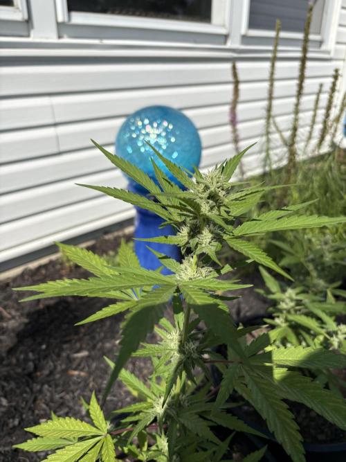 Apollo haze by ob1bologne. Week 7