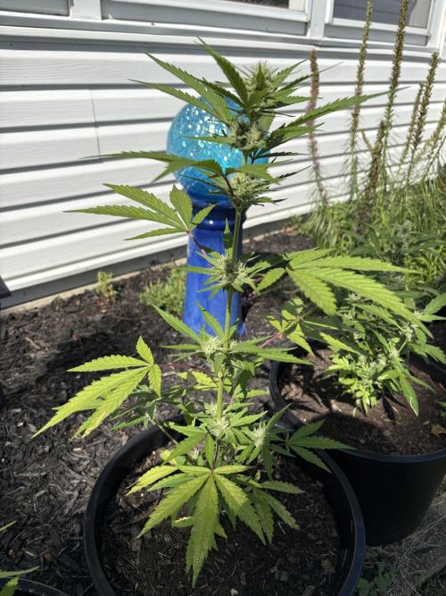 Apollo haze by ob1bologne. Week 7