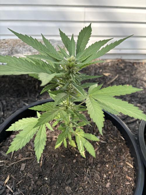 Apollo haze by ob1bologne. Week 7