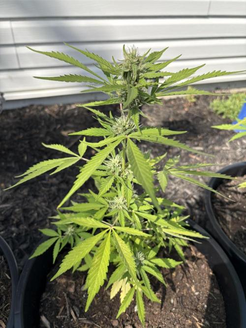 Apollo haze by ob1bologne. Week 7