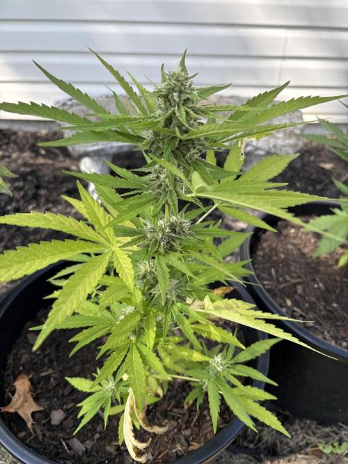 Apollo haze by ob1bologne. Week 7