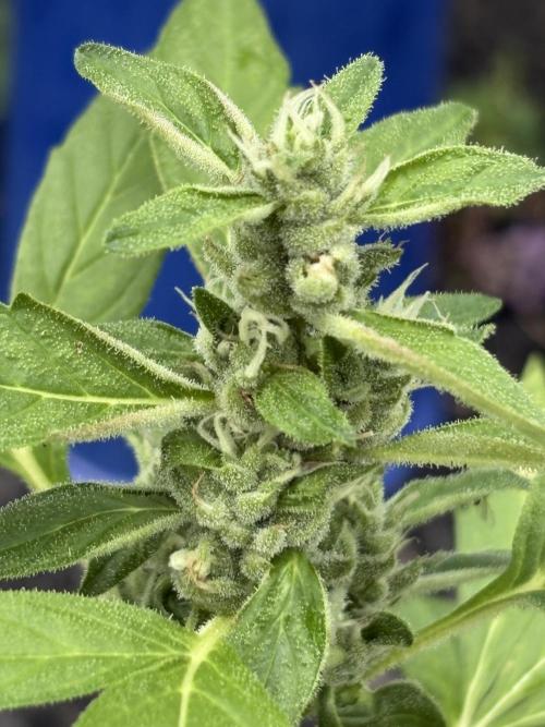 Apollo haze by ob1bologne. Week 7