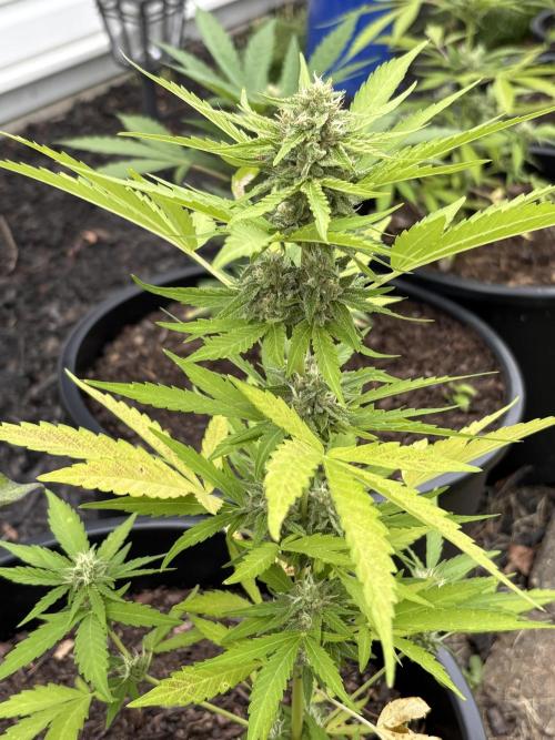 Apollo haze by ob1bologne. Week 7