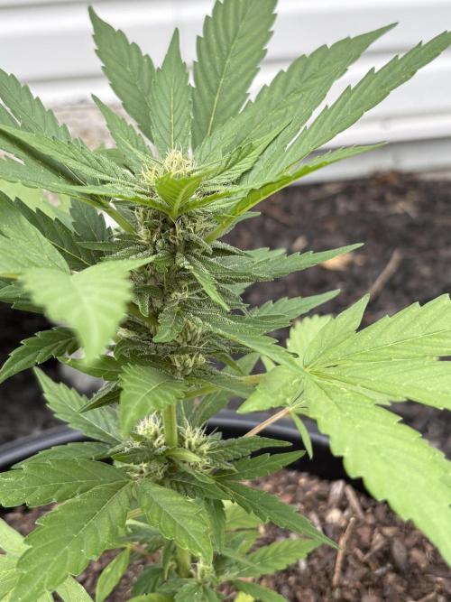 Apollo haze by ob1bologne. Week 7
