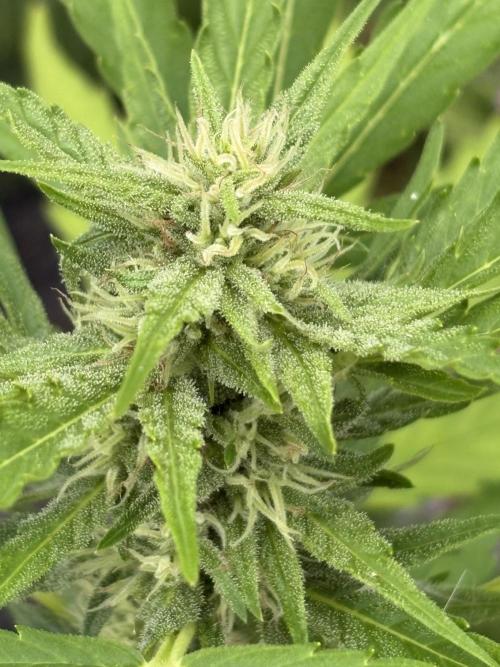 Apollo haze by ob1bologne. Week 7