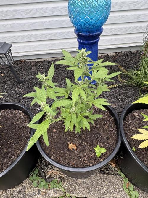 Apollo haze by ob1bologne. Week 7