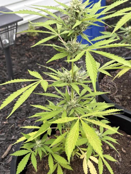 Apollo haze by ob1bologne. Week 7