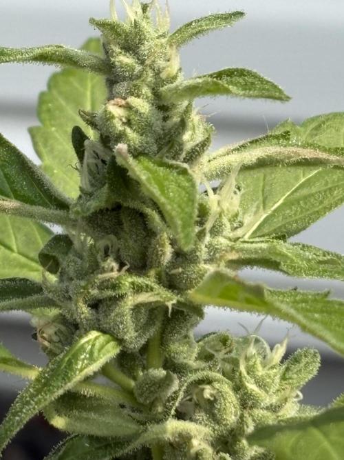Apollo haze by ob1bologne. Week 7