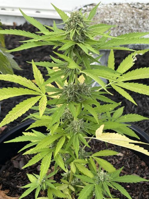 Apollo haze by ob1bologne. Week 7