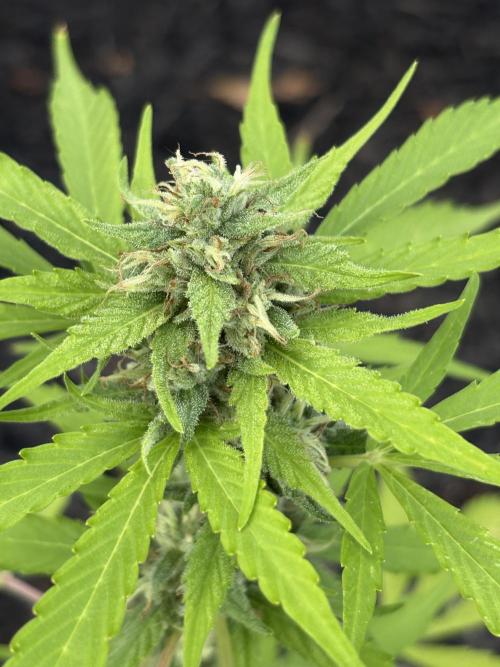 Apollo haze by ob1bologne. Week 7