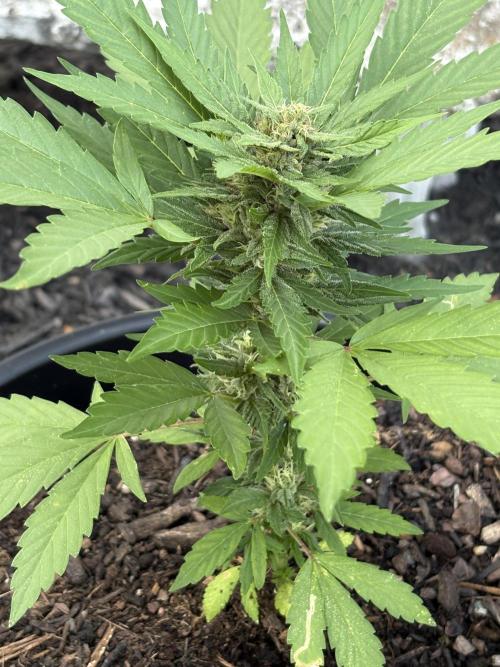 Apollo haze by ob1bologne. Week 7