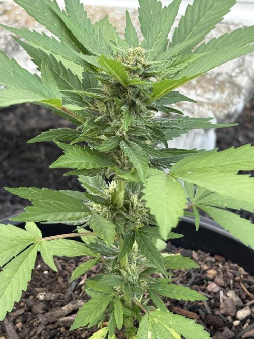Apollo haze by ob1bologne. Week 7