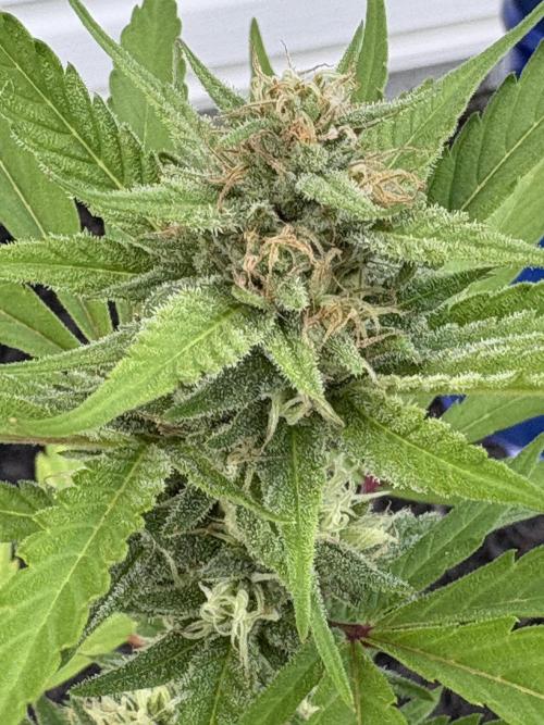 Apollo haze by ob1bologne. Week 7