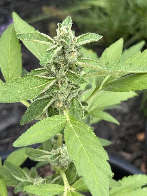 Apollo haze by ob1bologne. Week 7