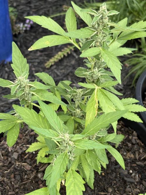 Apollo haze by ob1bologne. Week 7
