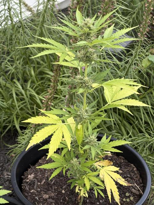 Apollo haze by ob1bologne. Week 7 - 
