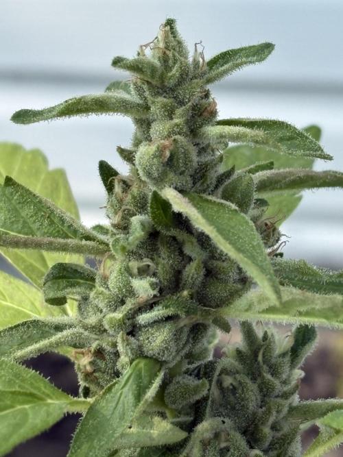 Apollo haze by ob1bologne. Week 8