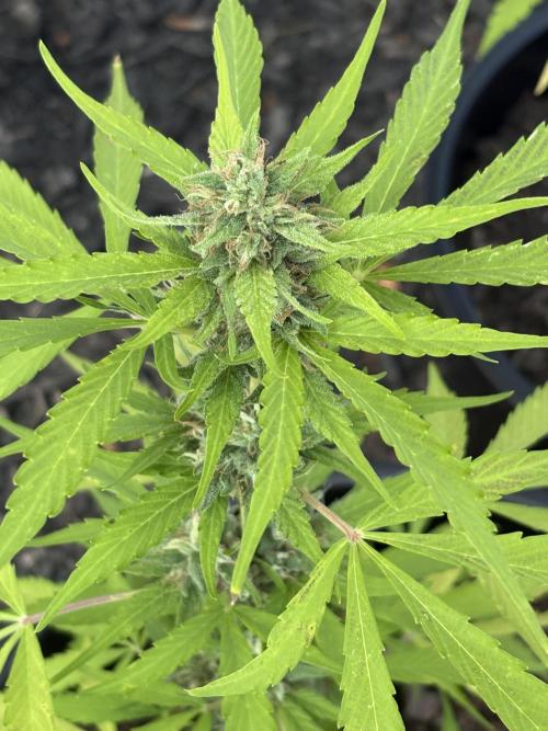 Apollo haze by ob1bologne. Week 8