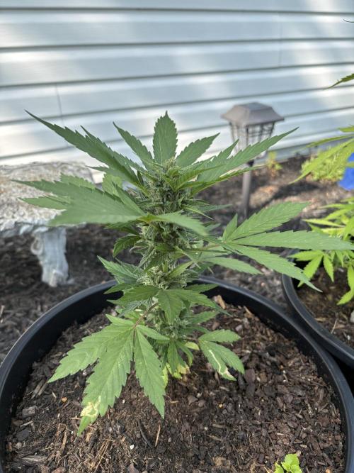 Apollo haze by ob1bologne. Week 8