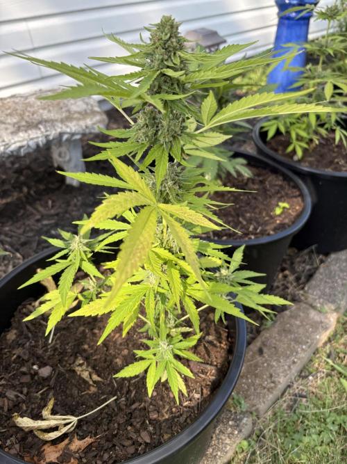 Apollo haze by ob1bologne. Week 8