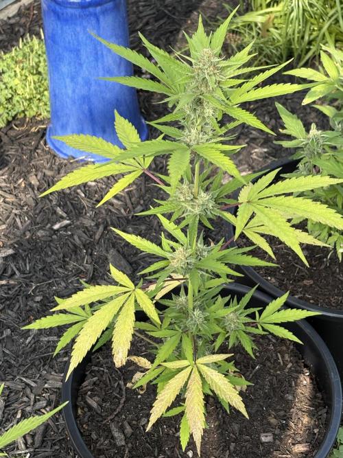 Apollo haze by ob1bologne. Week 8