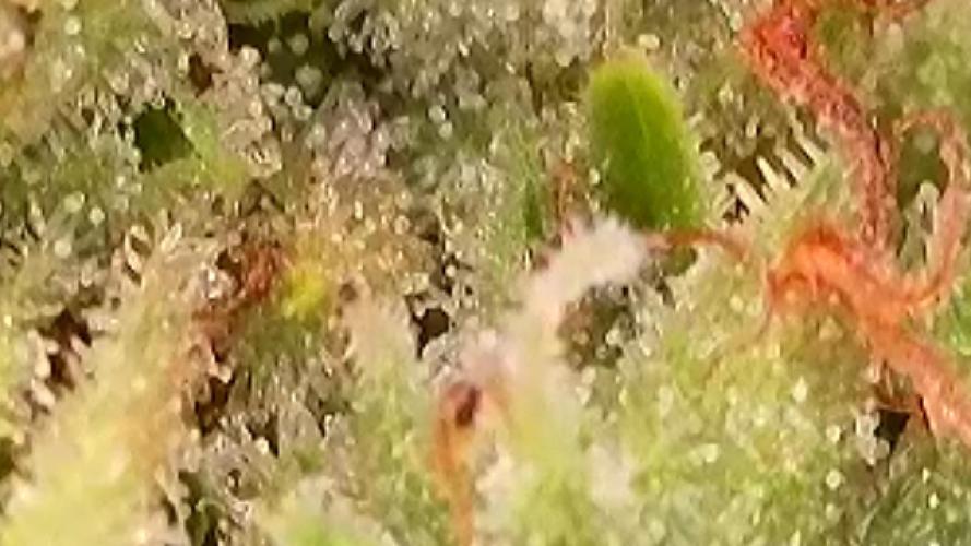 Apollo haze by ob1bologne. Week 8