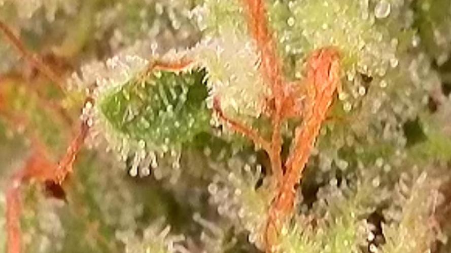 Apollo haze by ob1bologne. Week 8