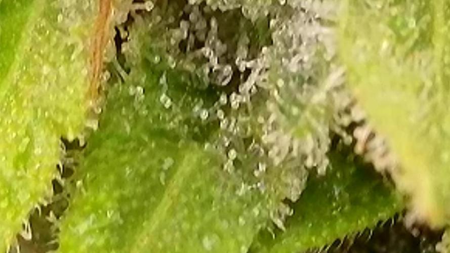Apollo haze by ob1bologne. Week 8