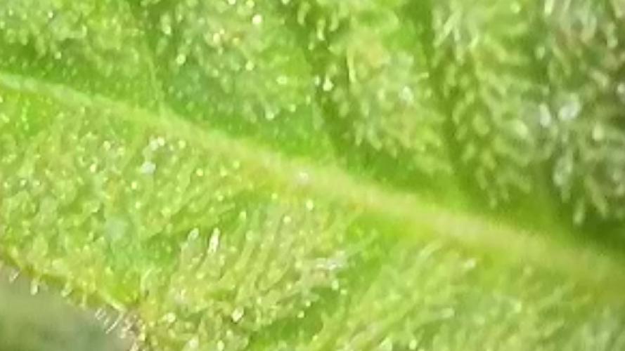 Apollo haze by ob1bologne. Week 8