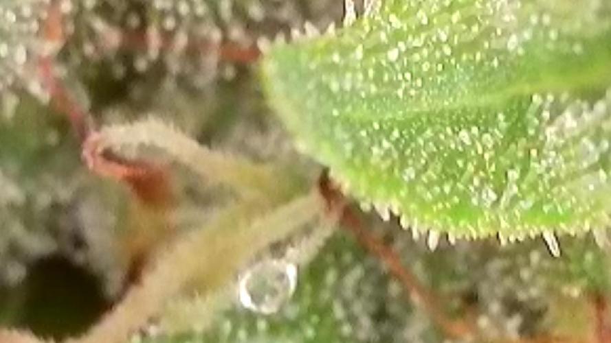 Apollo haze by ob1bologne. Week 8