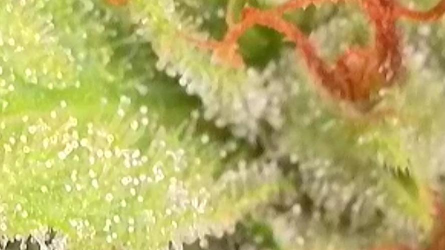 Apollo haze by ob1bologne. Week 8
