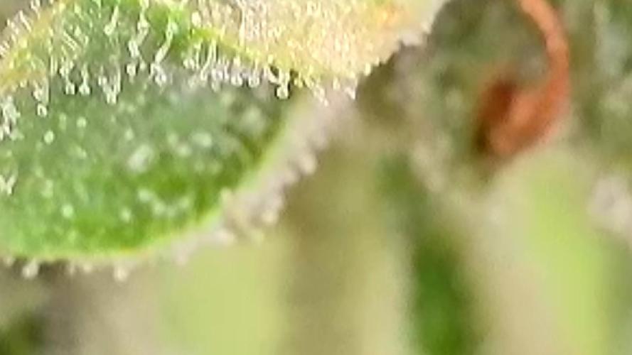 Apollo haze by ob1bologne. Week 8