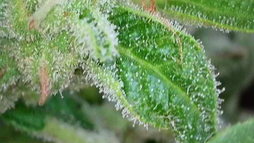 Apollo haze by ob1bologne. Week 9 - Day 62 Sour bubbly