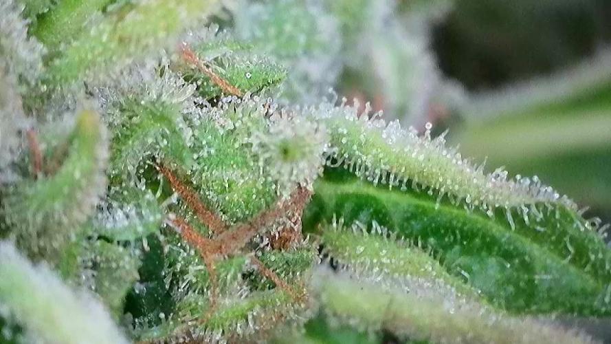 Apollo haze by ob1bologne. Week 9
