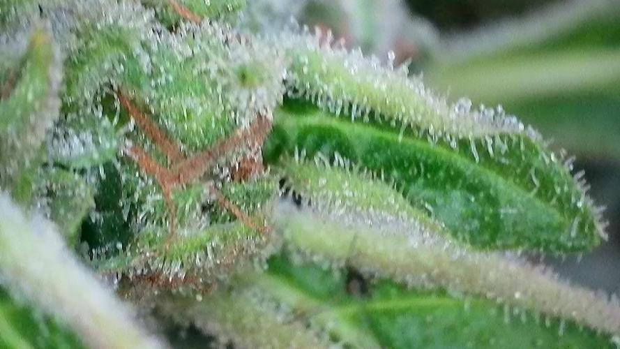 Apollo haze by ob1bologne. Week 9