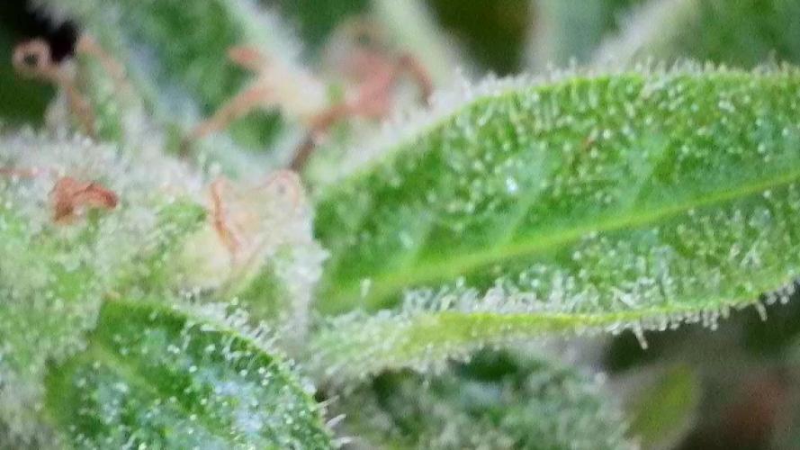 Apollo haze by ob1bologne. Week 9