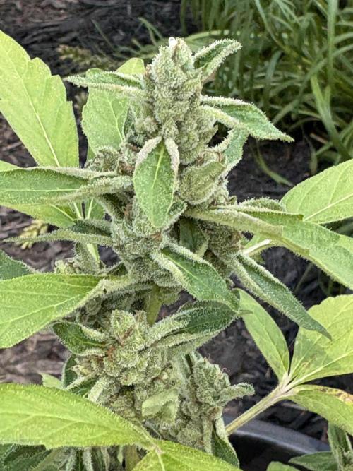 Apollo haze by ob1bologne. Week 9